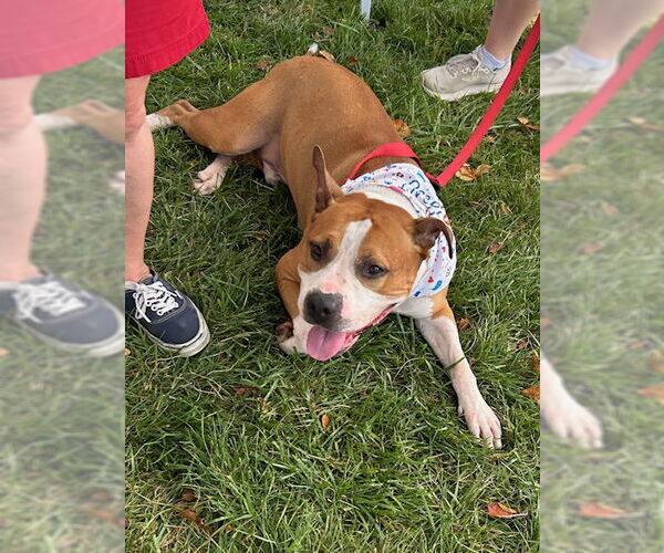 Medium Photo #4 American Pit Bull Terrier-Unknown Mix Puppy For Sale in Spring Lake, NJ, USA
