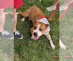 Small Photo #4 American Pit Bull Terrier-Unknown Mix Puppy For Sale in Spring Lake, NJ, USA