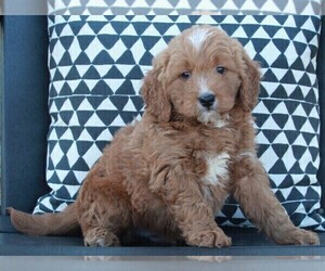 Goldendoodle (Miniature) Puppy for sale in FREDERICKSBURG, OH, USA