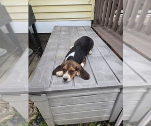 Beagle-Unknown Mix Puppy for sale in WESTFIELD, MA, USA