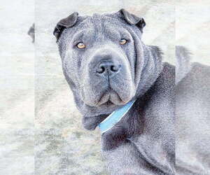 Father of the Chinese Shar-Pei puppies born on 06/01/2025