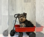 Small Photo #3 Yorkshire Terrier Puppy For Sale in CANOGA, NY, USA