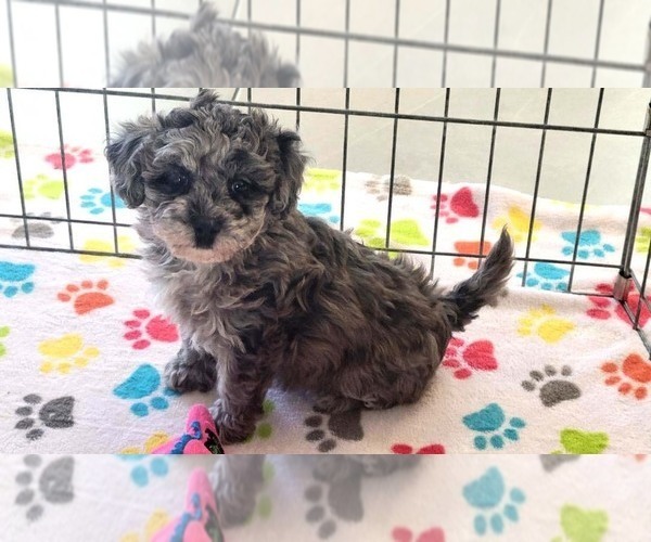 Medium Photo #17 Poovanese Puppy For Sale in ORO VALLEY, AZ, USA