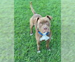 Small #1 American Pit Bull Terrier Mix