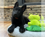 Small Photo #42 German Shepherd Dog Puppy For Sale in LENOIR, NC, USA