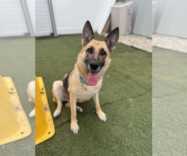 Medium Photo #1 German Shepherd Dog Puppy For Sale in GILBERTS, IL, USA