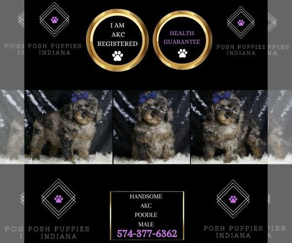 Medium Photo #6 Poodle (Toy) Puppy For Sale in WARSAW, IN, USA