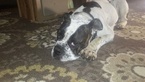 Small Photo #1 Olde English Bulldogge Puppy For Sale in GARRETTSVILLE, OH, USA
