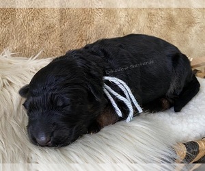 German Shepherd Dog Puppy for sale in BATTLE LAKE, MN, USA