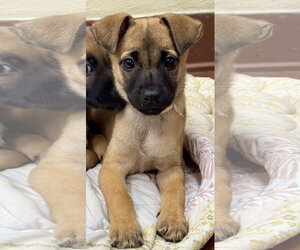 Golden Retriever-Unknown Mix Dogs for adoption in Jefferson, NJ, USA