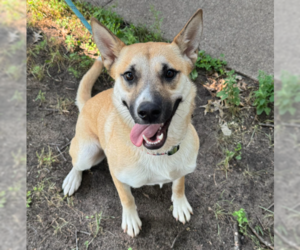 Mutt Dogs for adoption in Brooklyn Center, MN, USA
