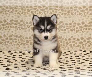 Pomsky Puppy for sale in DENVER, PA, USA