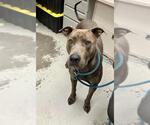 Small American Pit Bull Terrier