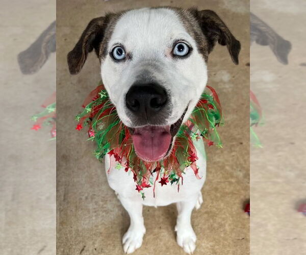 Medium Photo #1 Boxerhoula Puppy For Sale in Ellijay, GA, USA