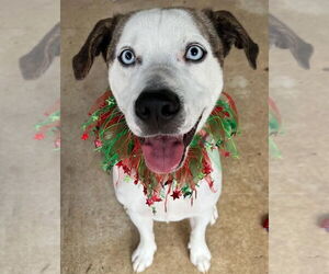 Boxerhoula Dogs for adoption in Ellijay, GA, USA