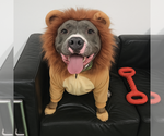 Small #1 American Pit Bull Terrier