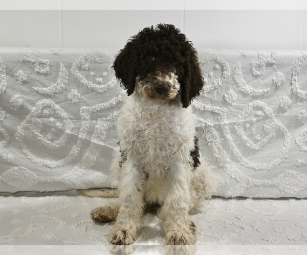 Medium Photo #3 Poodle (Standard) Puppy For Sale in SUGARCREEK, OH, USA