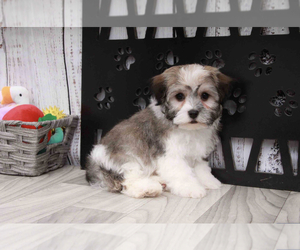 Havanese Puppy for sale in MARIETTA, GA, USA