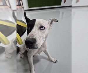 Labrador Retriever-Unknown Mix Dogs for adoption in Temple, TX, USA