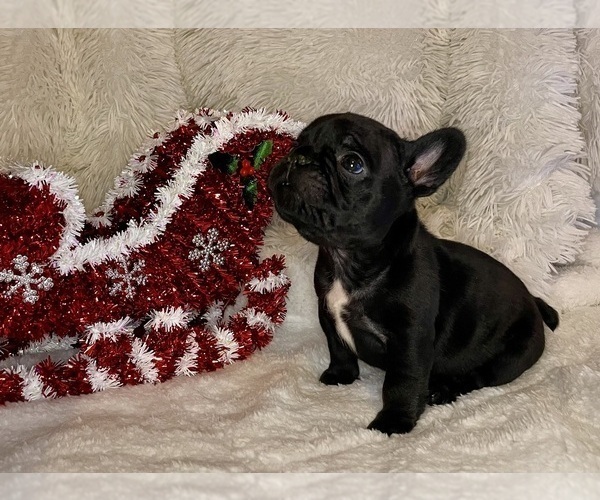 Medium Photo #2 French Bulldog Puppy For Sale in DECATUR, IL, USA
