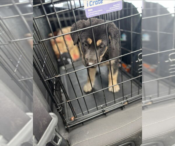 Medium Photo #4 Huskies -Unknown Mix Puppy For Sale in Lake Forest, CA, USA