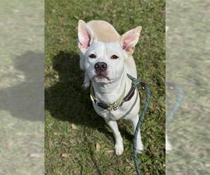 American Staffordshire Terrier-Unknown Mix Dogs for adoption in Fort Lauderdale, FL, USA