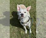 Small American Staffordshire Terrier Mix