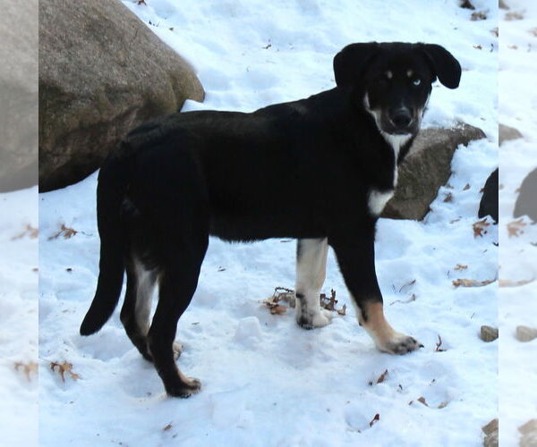 Medium Photo #4 German Shepherd Dog Puppy For Sale in Minneapolis, MN, USA