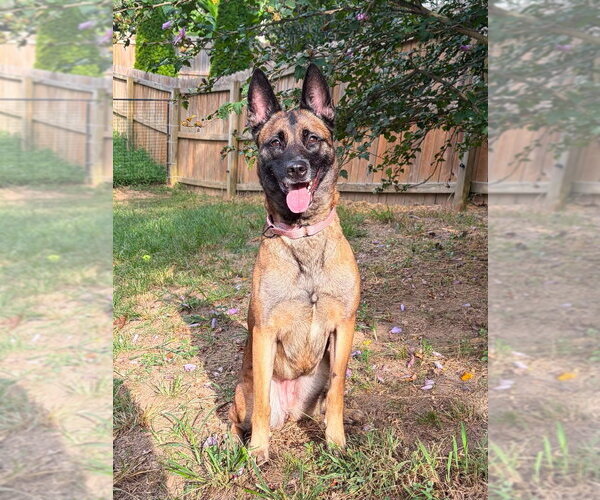 Medium Photo #4 Mutt Puppy For Sale in Imlay City, MI, USA