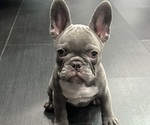 Puppy 5 French Bulldog