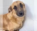 Small #1 Golden Shepherd