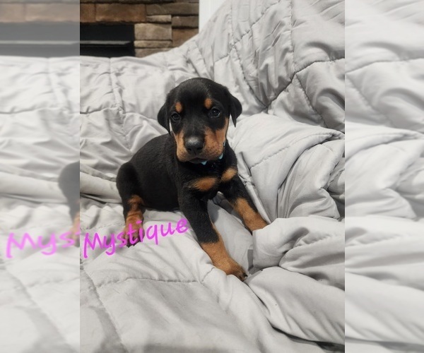 Medium Photo #17 Doberman Pinscher Puppy For Sale in SALLEY, SC, USA