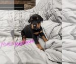 Small #16 Doberman Pinscher