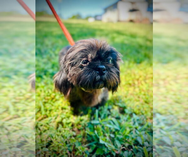 Medium Photo #3 Maltese-Unknown Mix Puppy For Sale in Pacolet, SC, USA