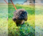 Small #2 Maltese Mix