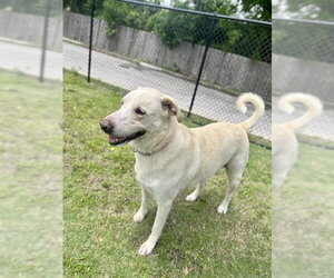 Labrador Retriever-Unknown Mix Dogs for adoption in Temple, TX, USA