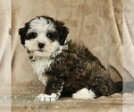 Small #3 ShihPoo