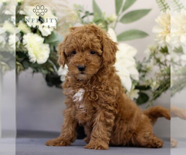 Medium Photo #4 Poodle (Toy) Puppy For Sale in EAST EARL, PA, USA