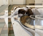 Small Photo #6 English Springer Spaniel Puppy For Sale in STATESVILLE, NC, USA