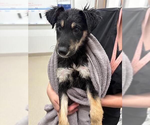 Medium Photo #1 German Shepherd Dog Puppy For Sale in Baytown, TX, USA