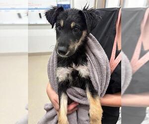 German Shepherd Dog Dogs for adoption in Baytown, TX, USA
