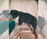 Small Photo #2 Australian Shepherd Puppy For Sale in WILLIAMSBURG, CO, USA