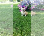 Small Photo #3 Bulldog Puppy For Sale in BELLINGHAM, WA, USA
