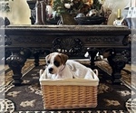Small Photo #8 Boxer Puppy For Sale in MURRIETA, CA, USA