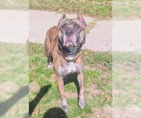 Medium Photo #1 Presa Canario-Unknown Mix Puppy For Sale in Akron, OH, USA