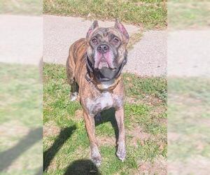 Medium Presa Canario Mix