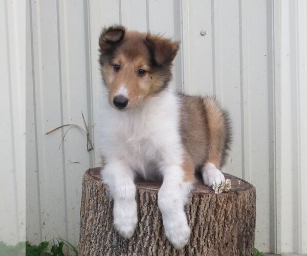 Medium Photo #1 Collie Puppy For Sale in FORT PLAIN, NY, USA