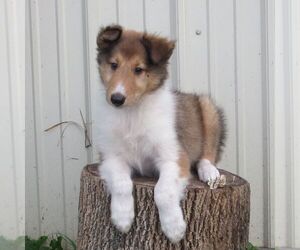 Collie Puppy for sale in FORT PLAIN, NY, USA