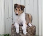 Small Collie