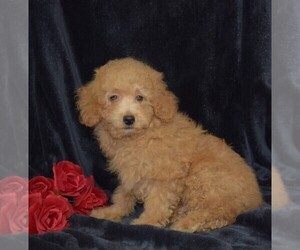 Maltipoo Puppy for sale in BARNESVILLE, KS, USA